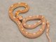 Albino Cornsnake