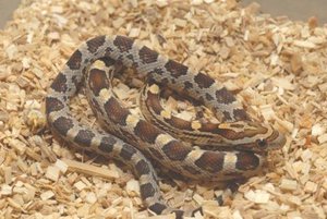 Carmel Cornsnake