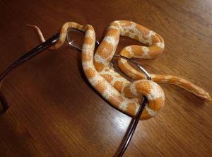 Cornsnake wrapped around glasses