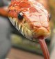 Cornsnake Head