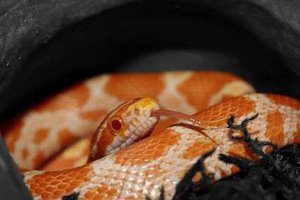 Cornsnake Introduction