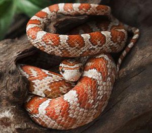 Cornsnake on log