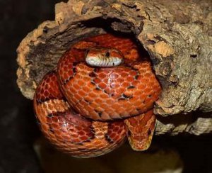 Cornsnakes in a log