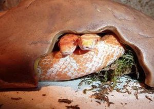 Cornsnakes in their home