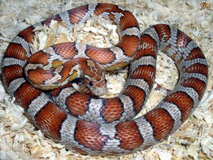 Corn Snake Growth Rate Chart