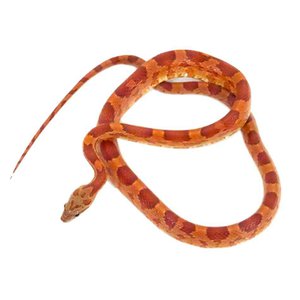 Hypo Masque Cornsnake