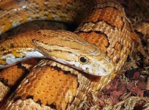 Corn Snake Feeding Chart