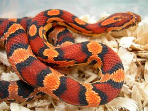 Okeetee Cornsnake