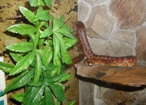 Training and Taming Your Corn Snake